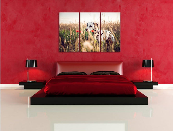 Pixxprint Neugieriger Hund im Feld als Leinwandbild/Grösse: 3 Teilig (120x80) cm/Wandbild/Kunstdruck