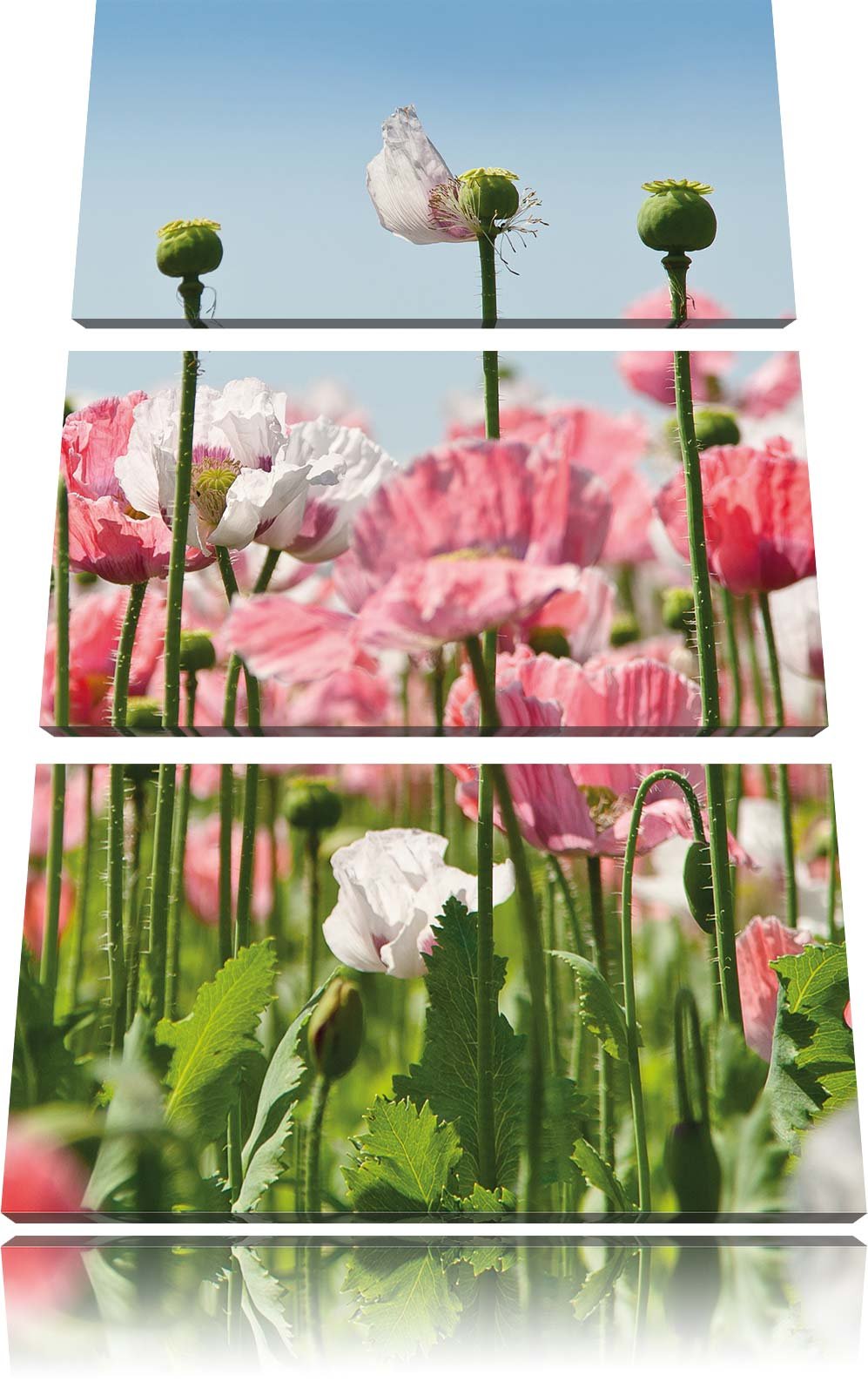 Pixxprint Blumenwiese Mohnblumen als Leinwandbild/Grösse: 3 Teilig (120x80 cm) cm/Wandbild/Kunstdruc