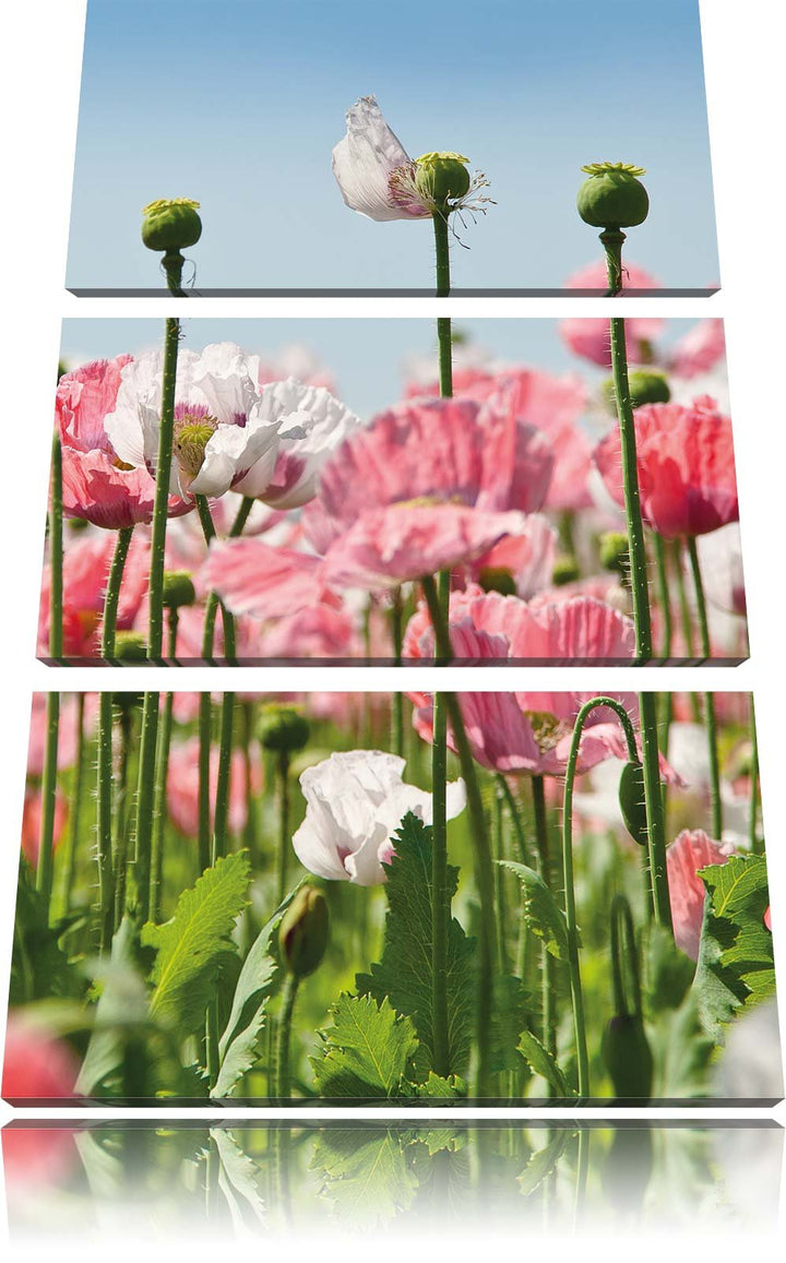 Pixxprint Blumenwiese Mohnblumen als Leinwandbild/Grösse: 3 Teilig (120x80 cm) cm/Wandbild/Kunstdruc