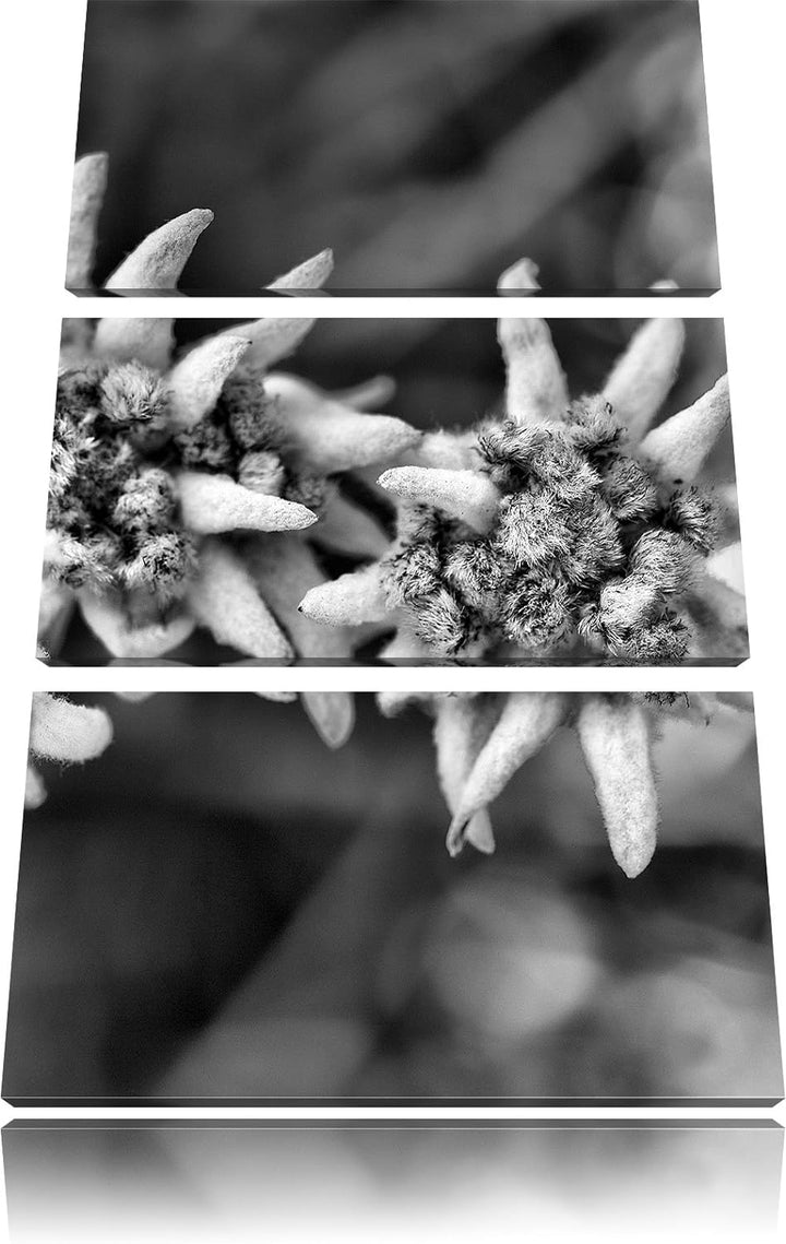 Pixxprint Monocrome, Weisses Edelweiss 3-Teiler Leinwandbild 120x80 Bild auf Leinwand