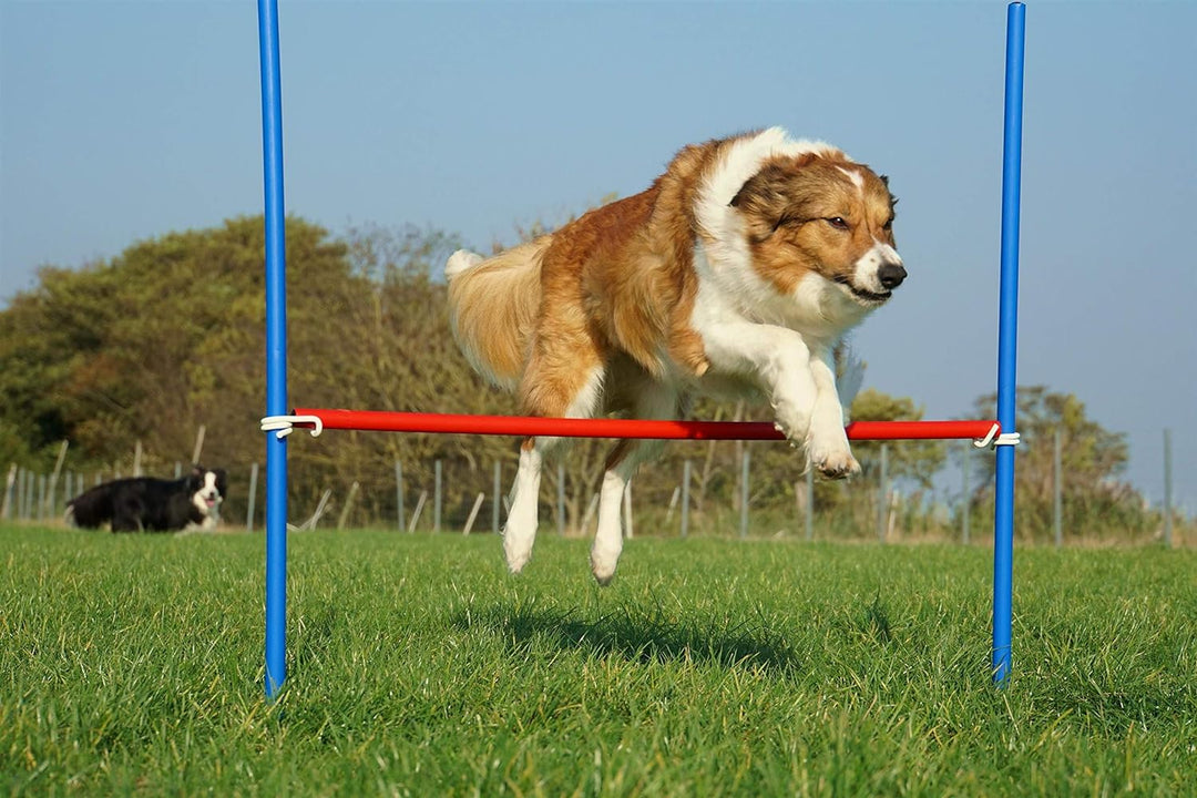 Wuzzmann Agility-ÜBUNGS-ANFÄNGER-Set BLAU/ROT SPRUNGRING/Slalom/HÜRDEN