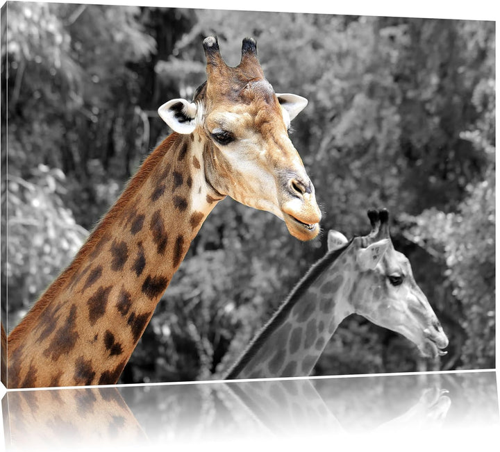 zwei schöne Giraffen schwarz/weiss Format: 100x70 auf Leinwand, XXL riesige Bilder fertig gerahmt mi