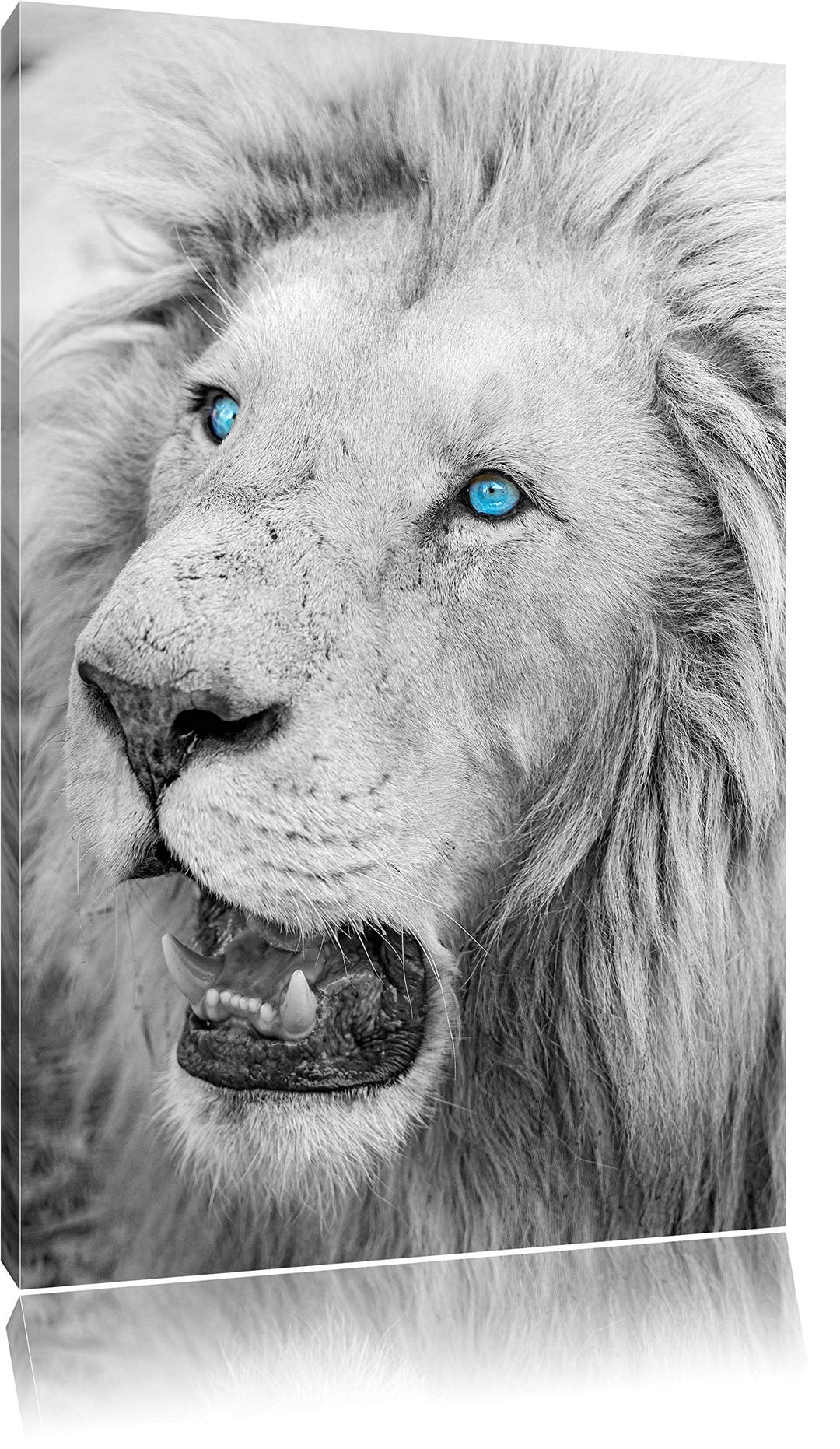 prächtiger weisser Löwe schwarz/weiss auf Leinwand, XXL riesige Bilder fertig gerahmt mit Keilrahmen