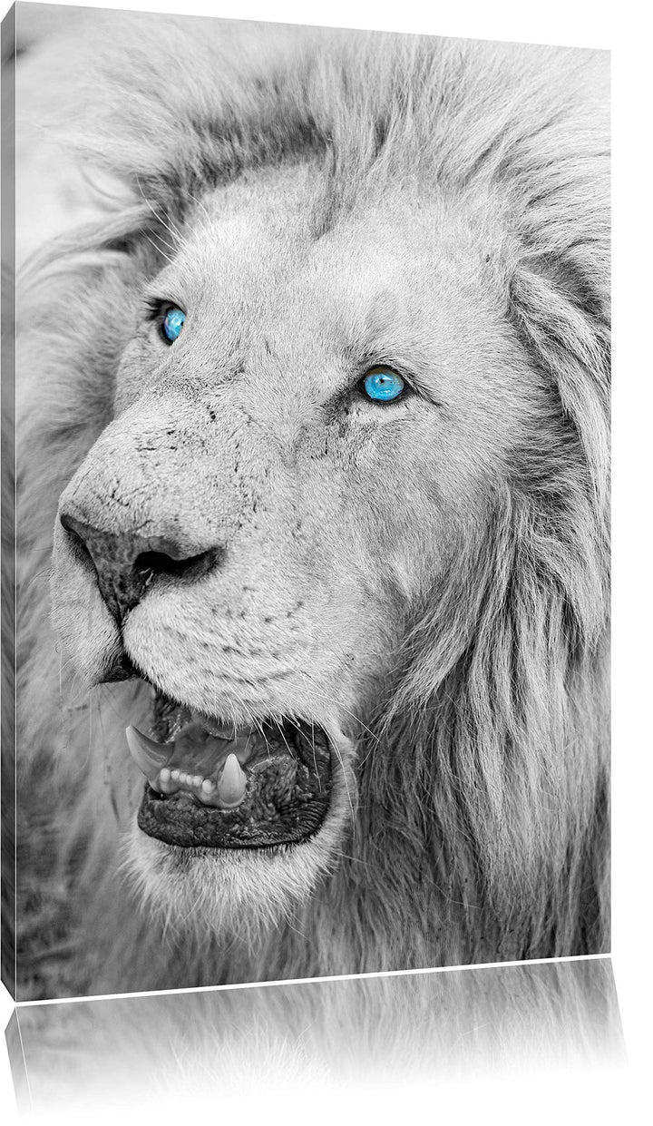 prächtiger weisser Löwe schwarz/weiss auf Leinwand, XXL riesige Bilder fertig gerahmt mit Keilrahmen