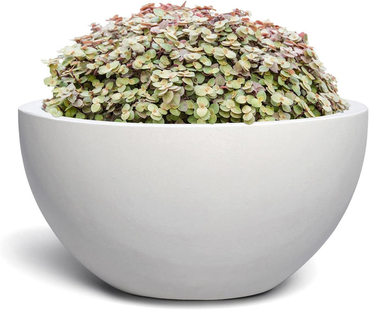 ESCHBACH® Pflanzkübel Low Egg Pot 50 Weiss Schale * 45 x 45 x 22 cm * 10 Jahre Garantie 45x45x 22, 4