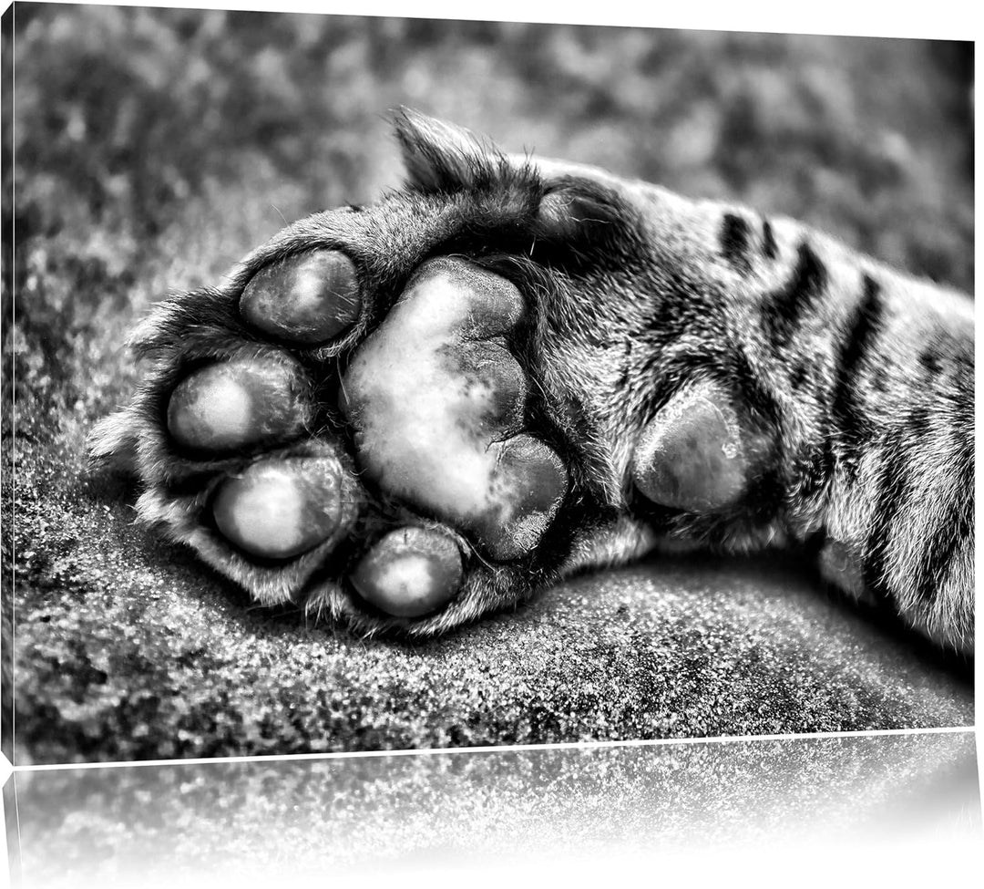 Pixxprint Schöne Katzenpfote / 100x70cm Leinwandbild bespannt auf Holzrahmen/Wandbild Kunstdruck Dek