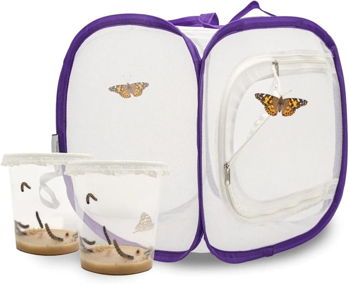 Schmetterlingszucht-Set für Kinder/Erwachsene | Ideal für zuhause | Heimische Schmetterling züchten