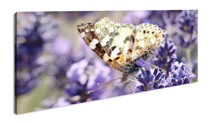 süsser Schmetterling Panorama 80x40 cm als Leinwandbild, Motiv fertig gerahmt auf Echtholzrahmen, Ho