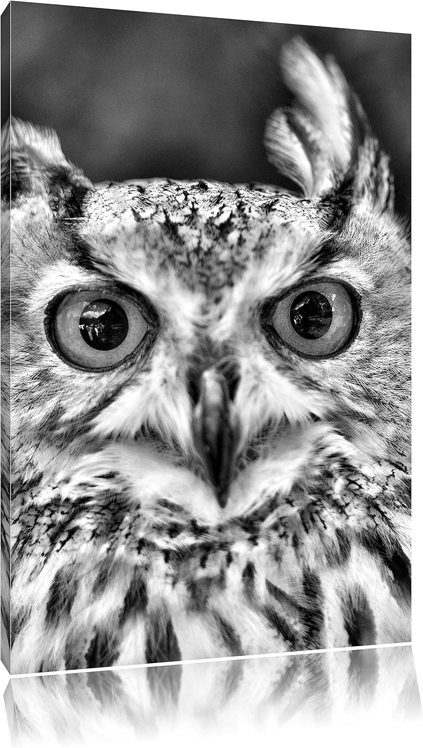 Pixxprint Monocrome, Eulen Kautz Orange Augen, Format: 100x70 auf Leinwand, 100x70