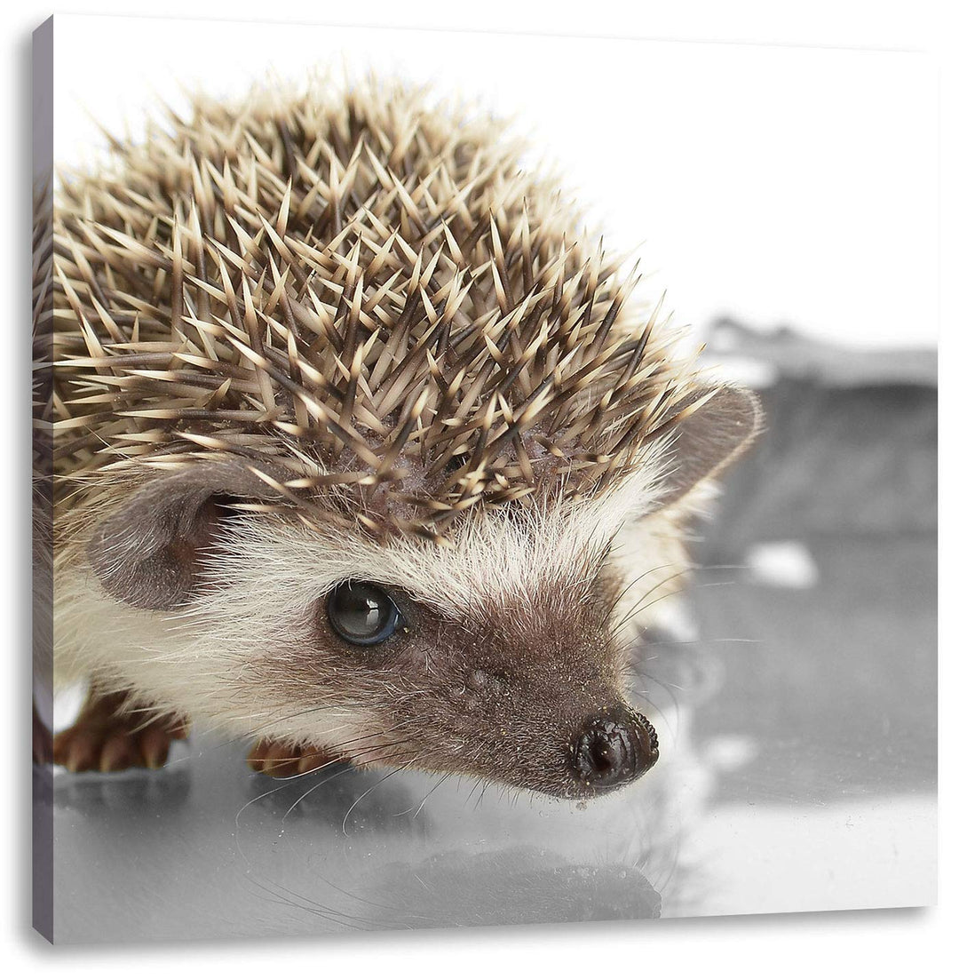 Pixxprint Kleiner süsser Igel als Leinwandbild/Grösse: 70x70 cm/Wandbild/Kunstdruck/fertig bespannt,