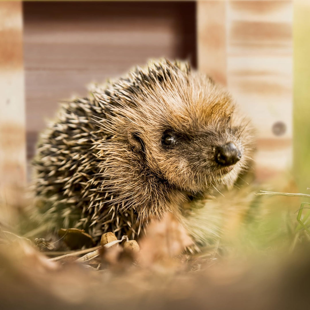 Relaxdays Igelhaus, geflammtes Holz, Igelhotel Boden, 2 Kammern, Winterquartier Igel, Garten, HBT 21