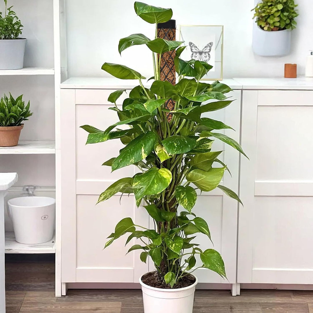 Moosstab für Monstera Rankhilfe Zimmerpflanzen 113cm Rankhilfe Monstera Pflanzstab Efeutute Pflanzen