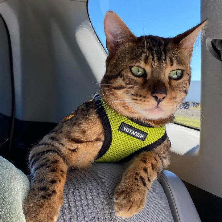 Voyager Step-In Air-Hundegeschirr – Allwetter-Mesh-Weste für kleine und mittelgrosse Hunde und Katze