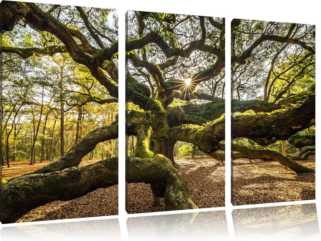 Pixxprint gigantisch verzweigter Baum als Leinwandbild | Grösse: 3 Teilig (120x80) | Wandbild| Kunst