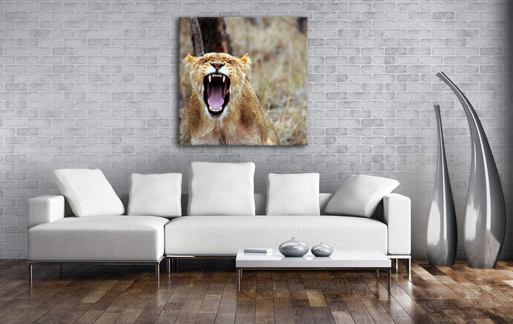 deyoli brüllende Löwin Format: 70x70 als Leinwand, Motiv fertig gerahmt auf Echtholzrahmen, Hochwert