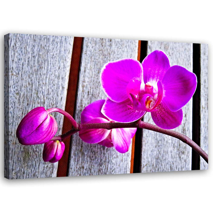 Feeby Wandbild Orchideen Druckbild Leinwandbild Blumen Violett 100x70 cm Leinwandbild 100x70 cm Viol