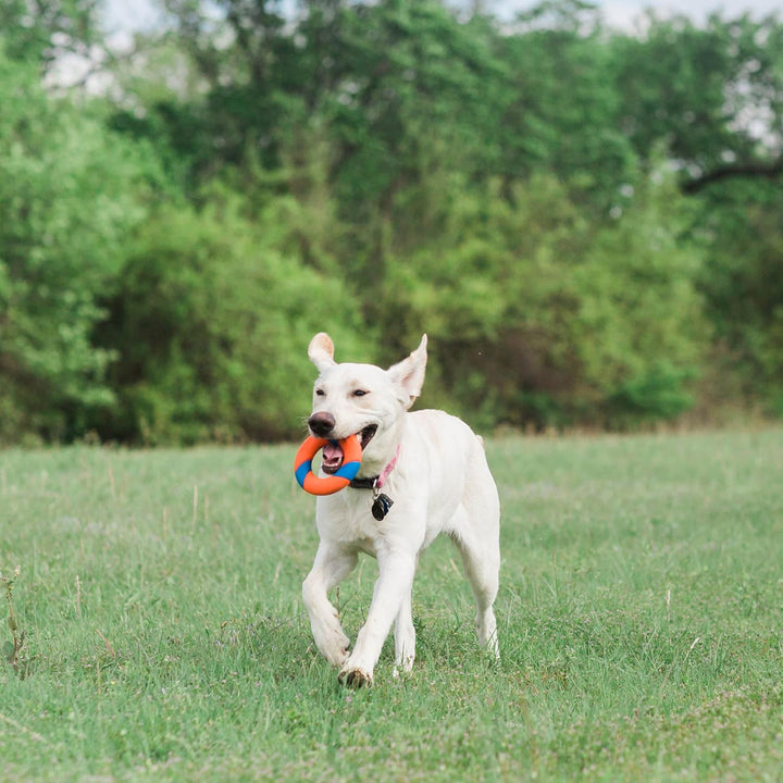 Chuckit! CH32138 Ring Chaser