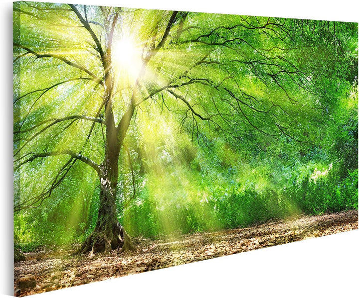 islandburner Bild auf Leinwand Baum Mit Sonnenschein Sonnenstrahlen Bilder Wandbilder Poster 80L x 4