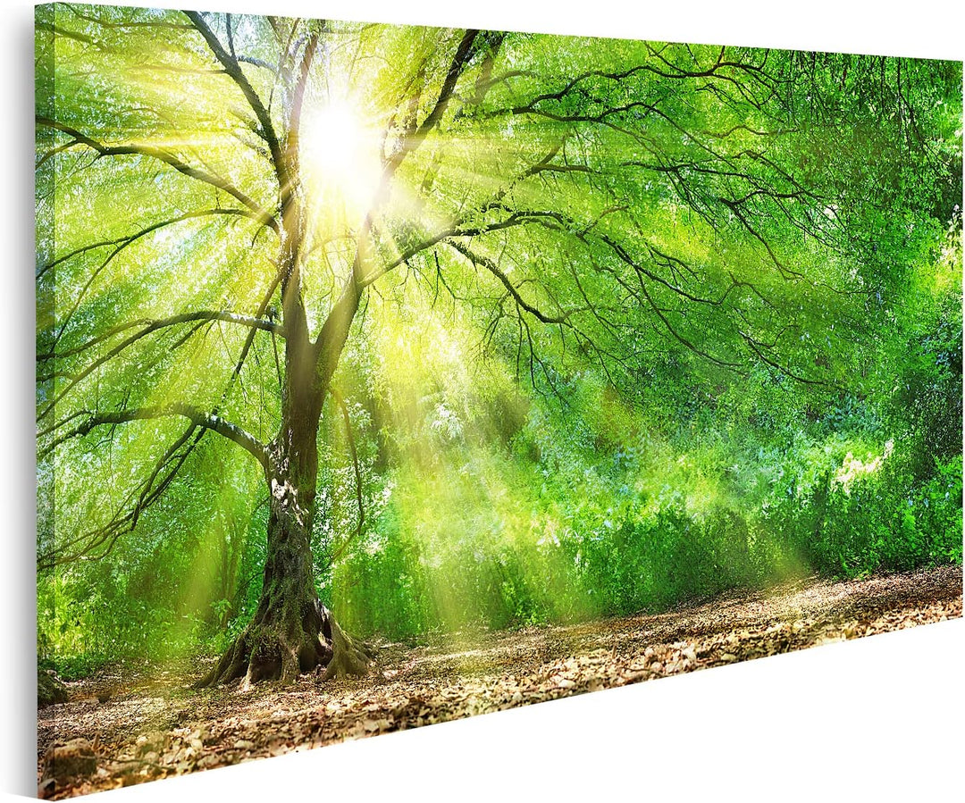 islandburner Bild auf Leinwand Baum Mit Sonnenschein Sonnenstrahlen Bilder Wandbilder Poster 80L x 4
