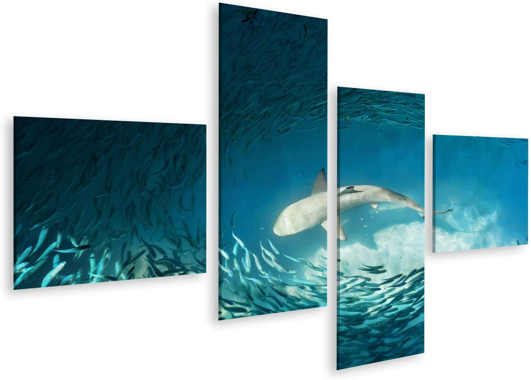 islandburner Bild auf Leinwand Hai Kleine Fische Ozean Natur Hintergrund Bilder Wandbilder Poster Le