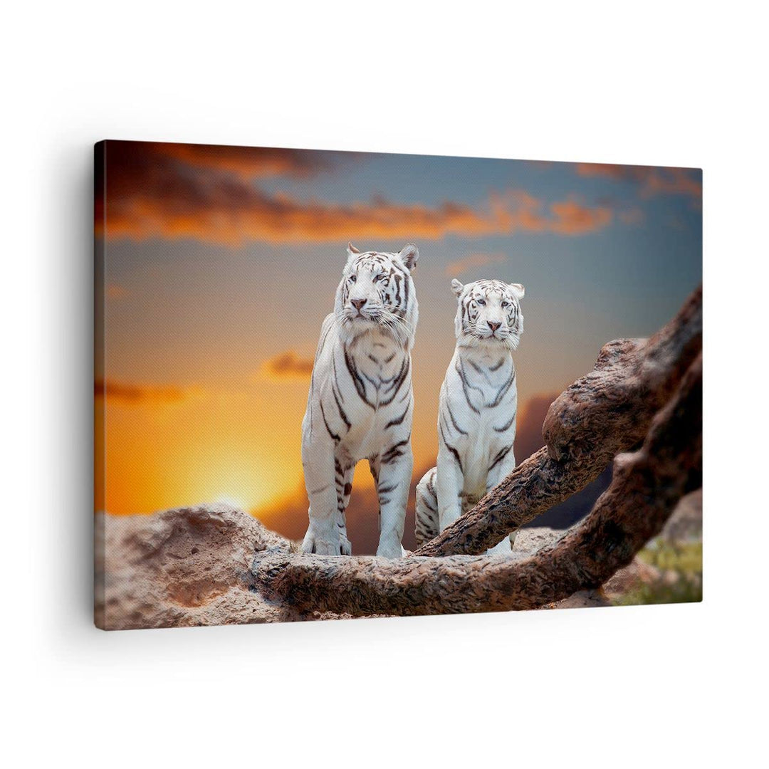 Bilder auf Leinwand Tiger weiss Rock Sonnenuntergang Leinwandbild 70x50cm Wandbilder Dekoration Wohn
