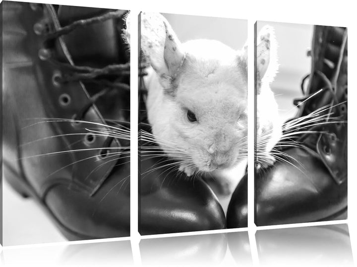 Pixxprint Chinchilla zwischen Schuhen als Leinwandbild/Grösse: 3 Teilig (120x80) cm/Wandbild/Kunstdr