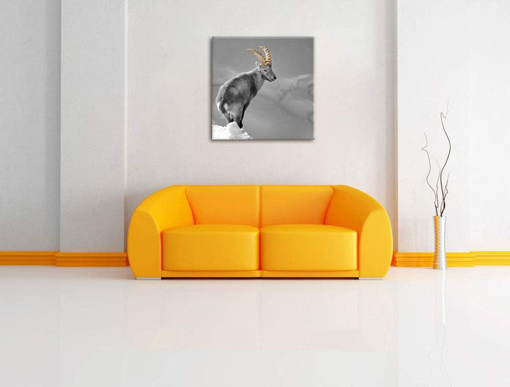Pixxprint schöner Steinbock im Schnee als Leinwandbild/Grösse: 70x70 cm/Wandbild/Kunstdruck/fertig b