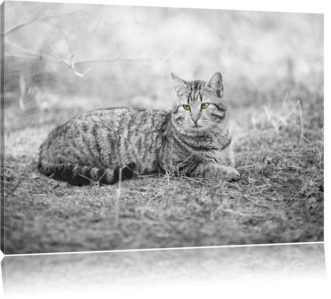ruhende Katze auf Waldboden schwarz/weiss Format: 100x70 auf Leinwand, XXL riesige Bilder fertig ger