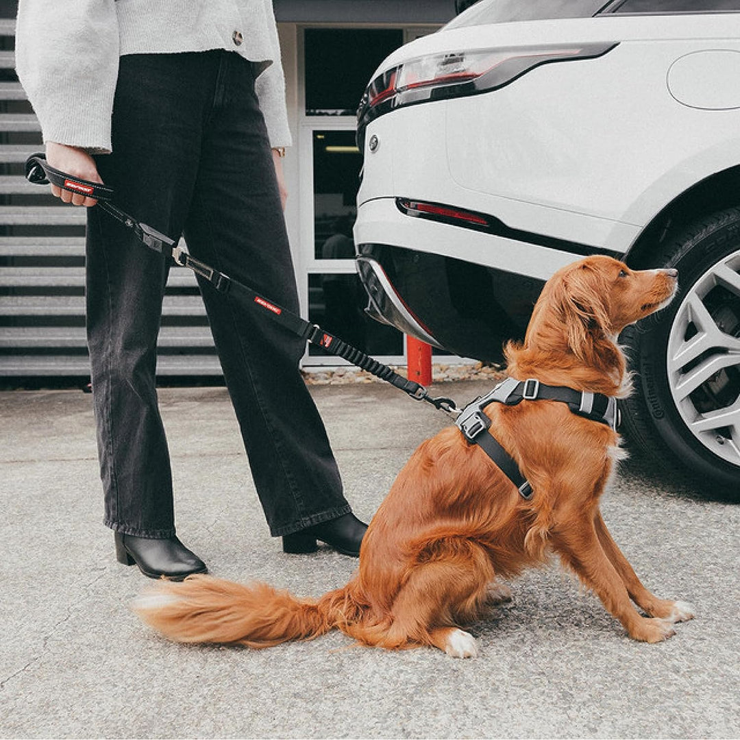 EZYDOG - Click Seat Belt Leash Add-On - (605.0748) Drive Click Lead, Drive Click Lead