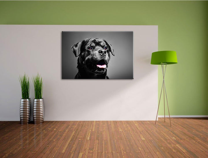 aufmerksamer Rottweiler schwarz/weiss Format: 100x70 auf Leinwand, XXL riesige Bilder fertig gerahmt