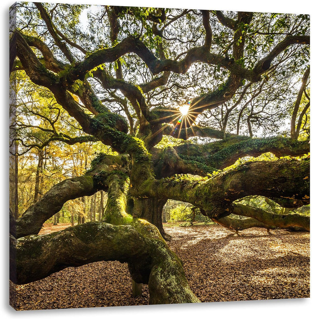 Pixxprint gigantisch verwzeigter Baum, Format: 70x70 auf Leinwand, 70x70