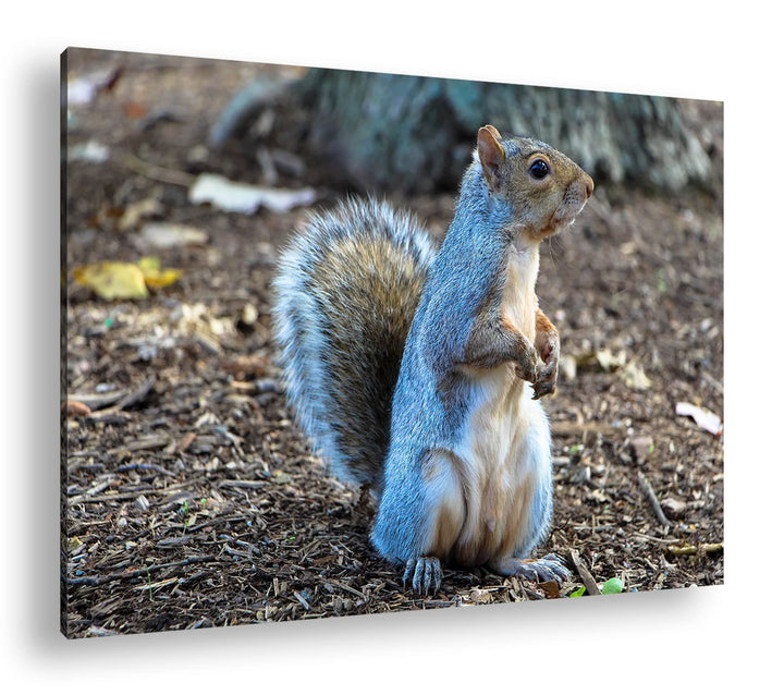 deyoli niedliches Eichhörnchen im Park Format: 80x60 als Leinwandbild, Motiv fertig gerahmt auf Echt