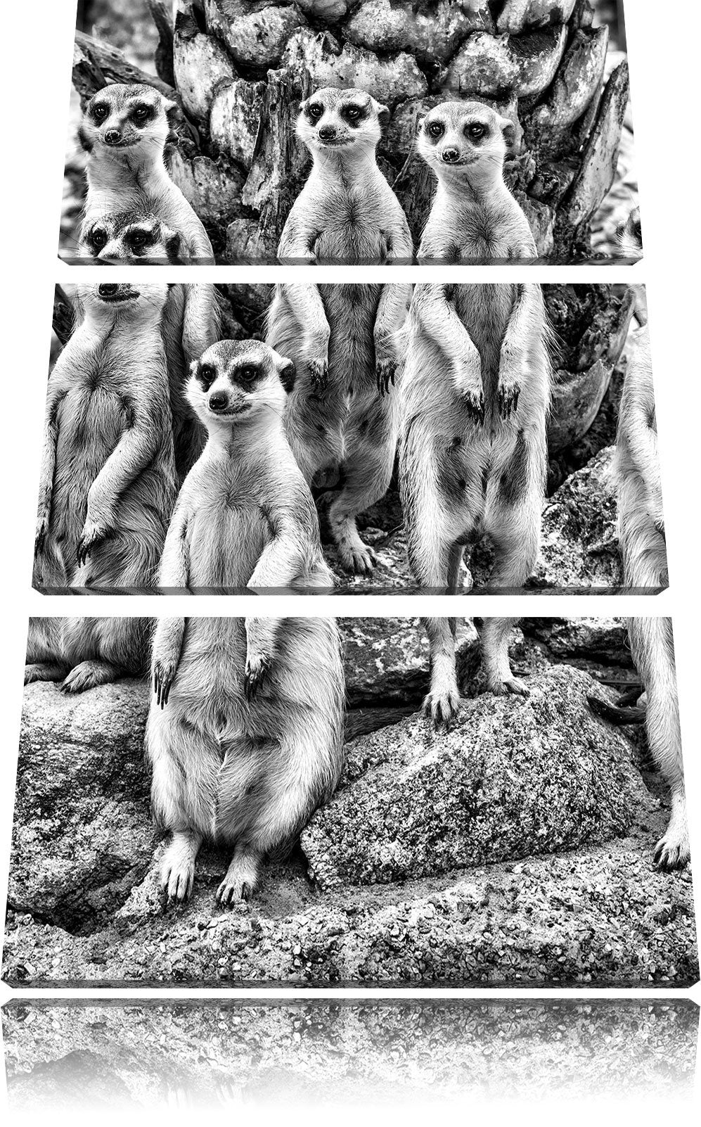 Pixxprint Lustige Erdmännchen als Leinwandbild/Grösse: 3 Teilig (120x80) cm/Wandbild/Kunstdruck/fert