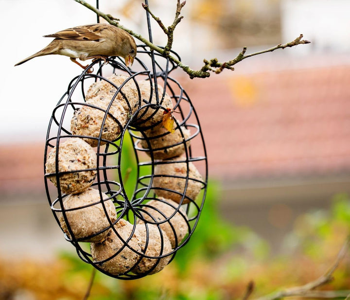 Dehner Natura Premium Meisenknödelring gefüllt, inkl. 10 Meisenknödel ohne Netz, ganzjähriges Wildvo