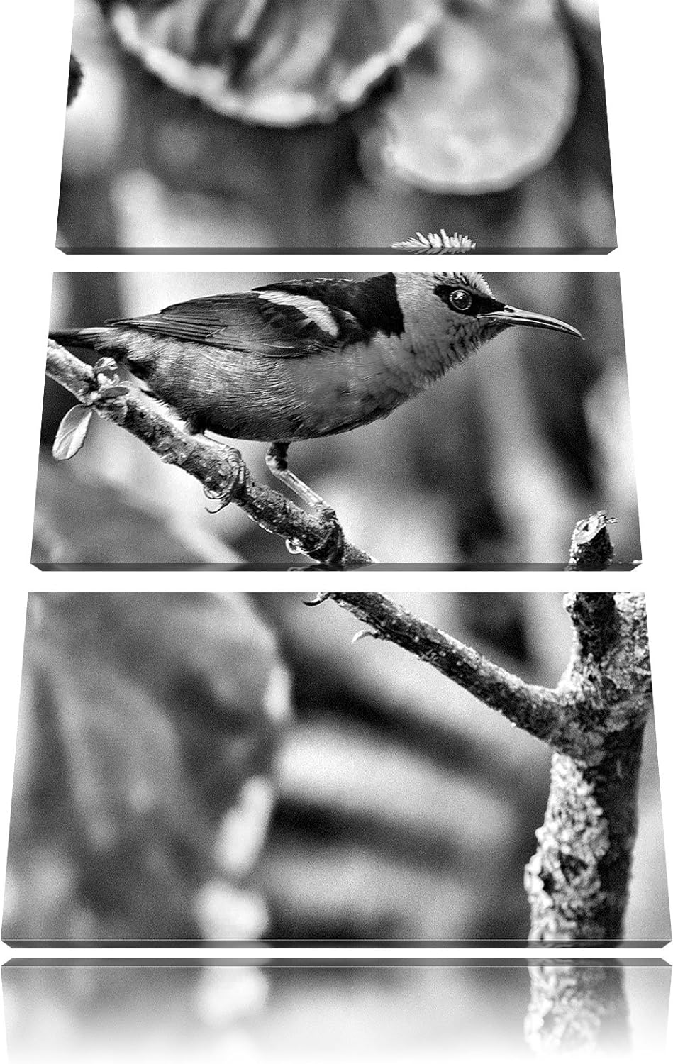 Pixxprint Türkisnaschvogel auf AST als Leinwandbild/Grösse: 3 Teilig (120x80) cm/Wandbild/Kunstdruck