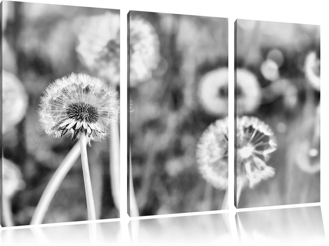 Pixxprint Romantische Pusteblumen als Leinwandbild/Grösse: 3 Teilig (120x80 cm) cm/Wandbild/Kunstdru