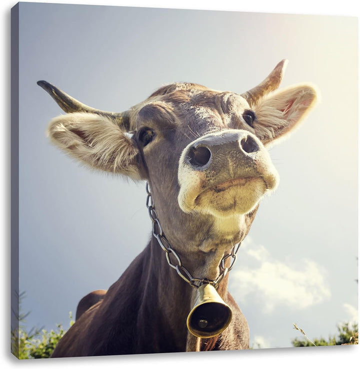 Pixxprint Lustiges Portrait Einer Kuh, Format: 70x70 auf Leinwand, 70x70