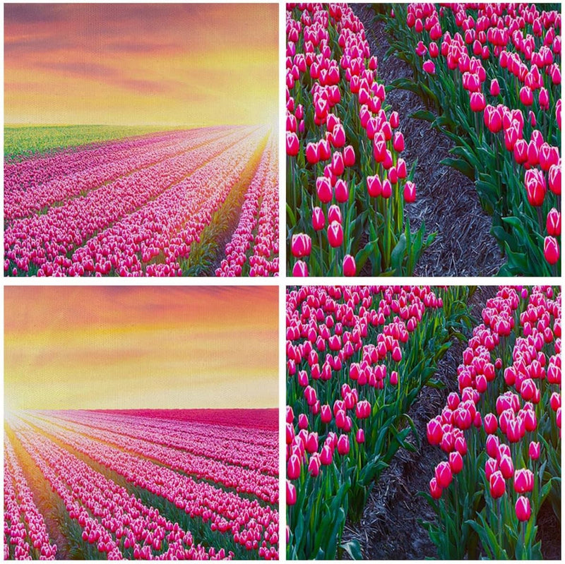 Bilder auf Leinwand 100x70cm Leinwandbild Wiese Tulpen Sonnenuntergang Frühling Gross Wanddeko Bild