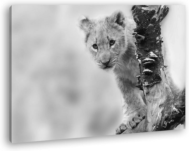 niedliches Löwenbaby in der Natur Effekt: Schwarz/Weiss im Format: 80x60 als Leinwandbild, Motiv fer
