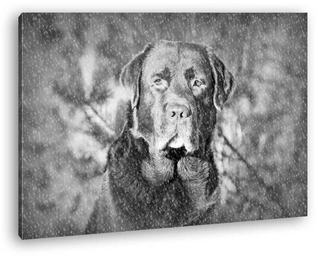 deyoli Hund im Schnee Effekt: Schwarz/Weiss Format: 80x60 als Leinwand, Motiv fertig gerahmt auf Ech