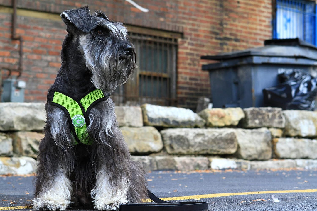 Gooby - Comfort X Kopf-in-Geschirr, erstickungsfreies kleines Hundegeschirr mit Mikro-Wildlederbesat