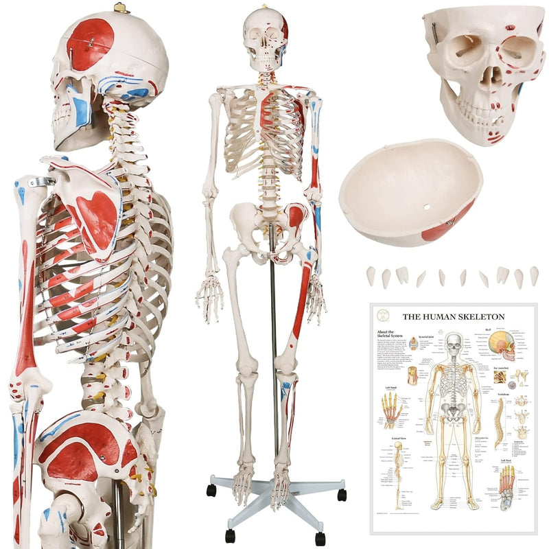 Jago® Menschliches Anatomie Skelett 181.5 cm - mit Muskelbemalungdetails, inkl. Schutzabdeckung, Leb