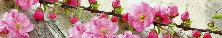 DIMEX Küchenrückwand Folie selbstklebend Sakura | Klebefolie - Dekofolie - Spritzschutz für Küche |