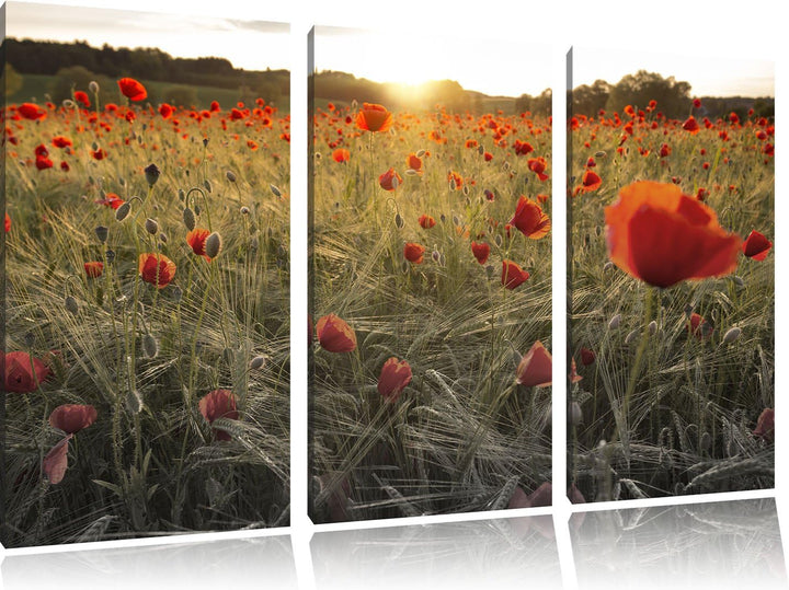 Pixxprint Traumhaftes Mohnfeld bei Sonnenuntergang Schwarz/Weiss 3-Teiler Leinwandbild 120x80 Bild a