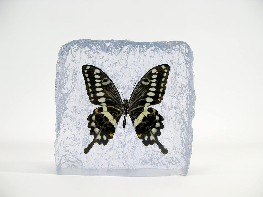 Echter, sorgfältig präparierten Schmetterling in Kunstharz gegossen. Dekorativ und selten. Bewahren