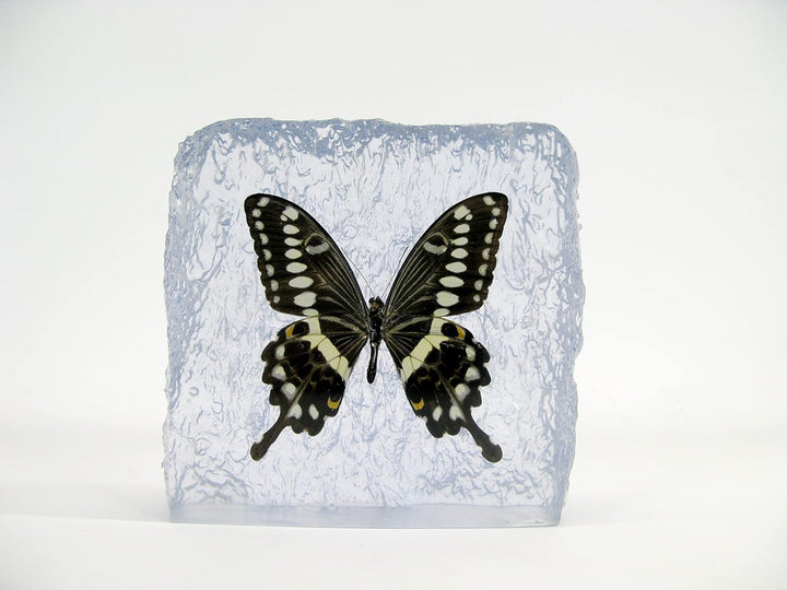 Echter, sorgfältig präparierten Schmetterling in Kunstharz gegossen. Dekorativ und selten. Bewahren
