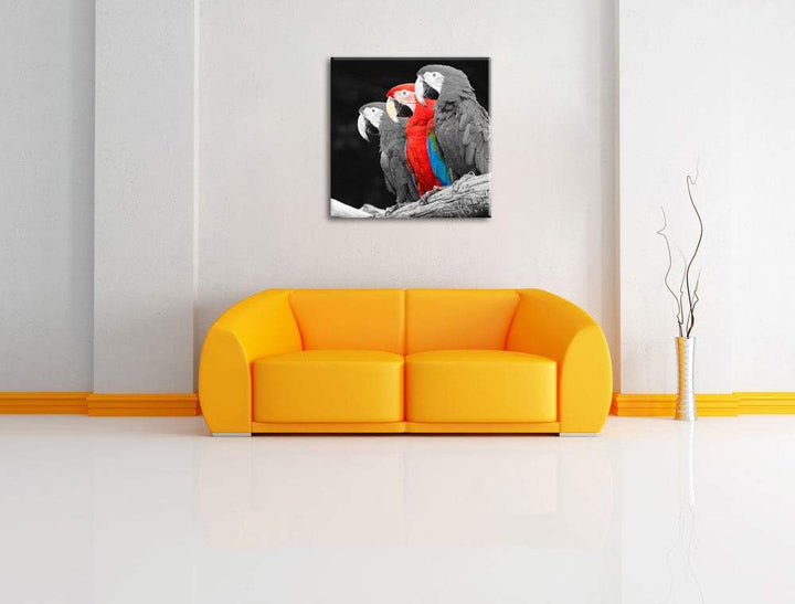prächtige Papageien auf AST als Leinwandbild Quadratisch/Grösse: 70x70 / Wandbild/Kunstdruck/fertig