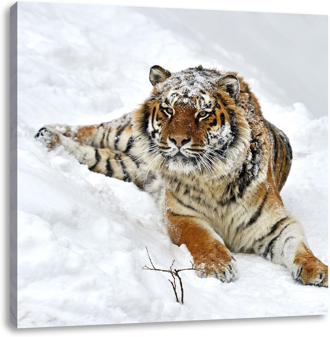Amur Tiger im Schnee, Format: 70x70 auf Leinwand, XXL riesige Bilder fertig gerahmt mit Keilrahmen,
