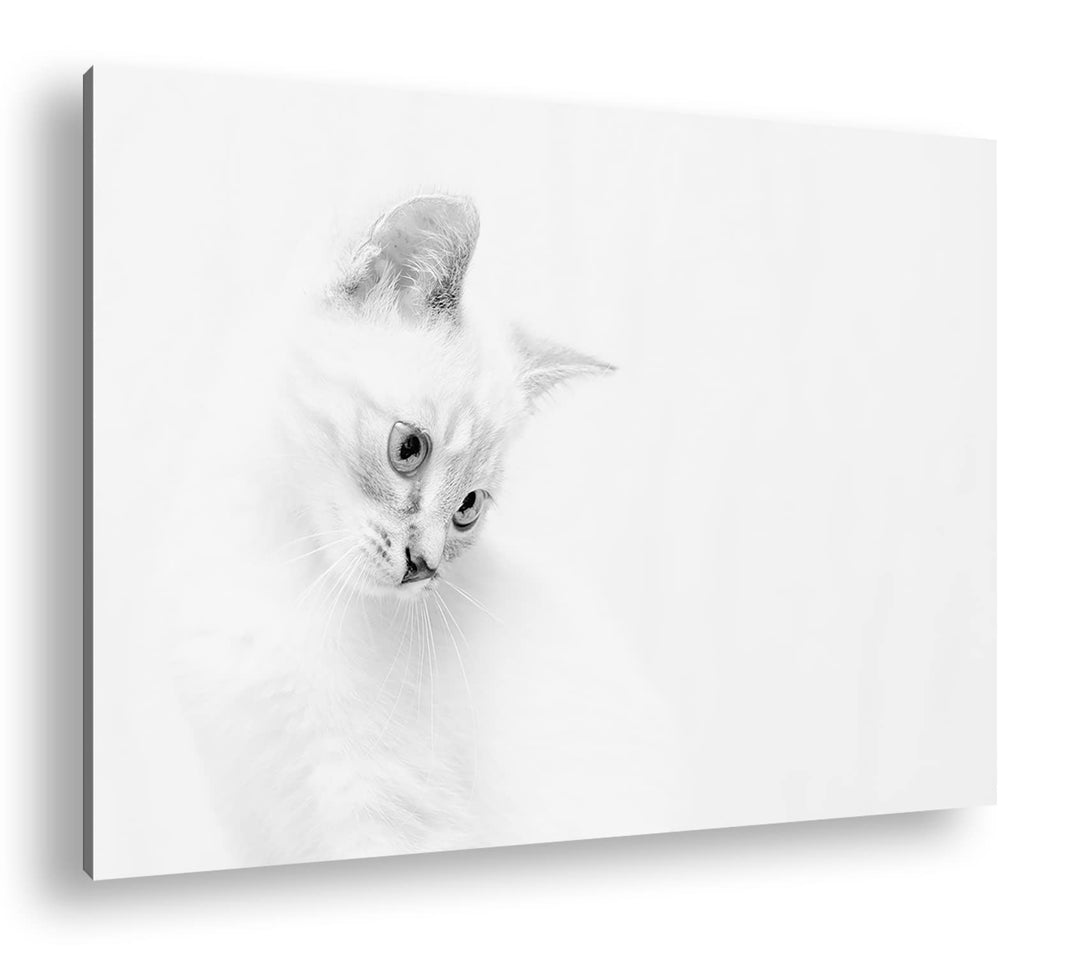 deyoli schneeweisses Kätzchen Effekt: Schwarz&Weiss, Format: 80x60 als Leinwandbild, Motiv fertig ge