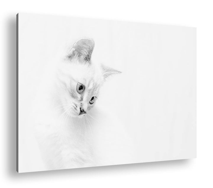 deyoli schneeweisses Kätzchen Effekt: Schwarz&Weiss, Format: 80x60 als Leinwandbild, Motiv fertig ge